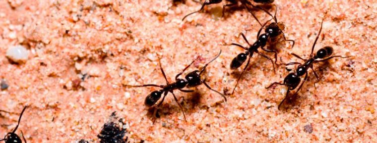 Eliminar Hormigas Castellón | Presupuesto Fumigaciones | Dds dedans Como Matar Hormigas En El Jardin