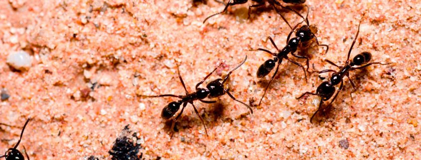 Eliminar Hormigas Castellón | Presupuesto Fumigaciones | Dds dedans Como Matar Hormigas En El Jardin