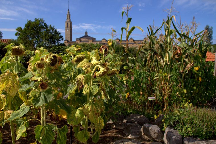 En El Jardín Botánico Atlántico De Gijón | Girasoles Y … dedans Jardín Botánico Atlántico