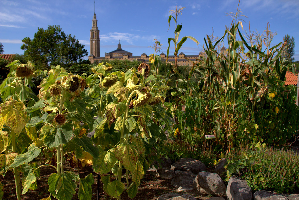 En El Jardín Botánico Atlántico De Gijón | Girasoles Y ... dedans Jardín Botánico Atlántico
