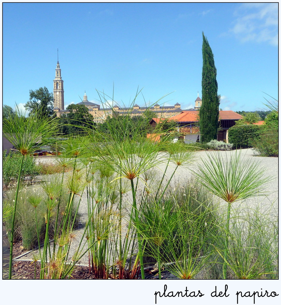 En El Jardín Botánico De Gijón | Plantas Del Papiro ... dedans Jardin Botanico De Gijon