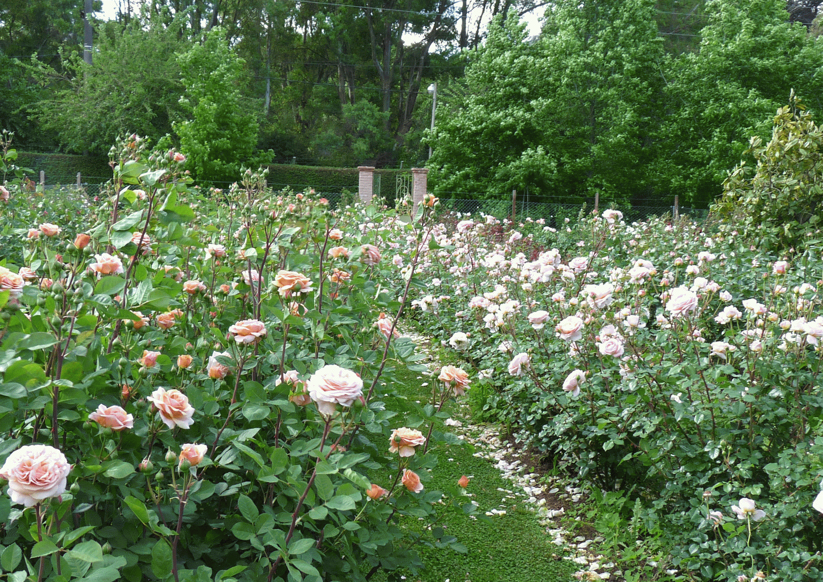 En El Jardin: Rosas Para Enamorarse.... à Flores En El Jardin