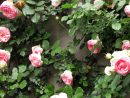 En El Jardin: Tres Rosas Trepadoras tout Flores En El Jardin