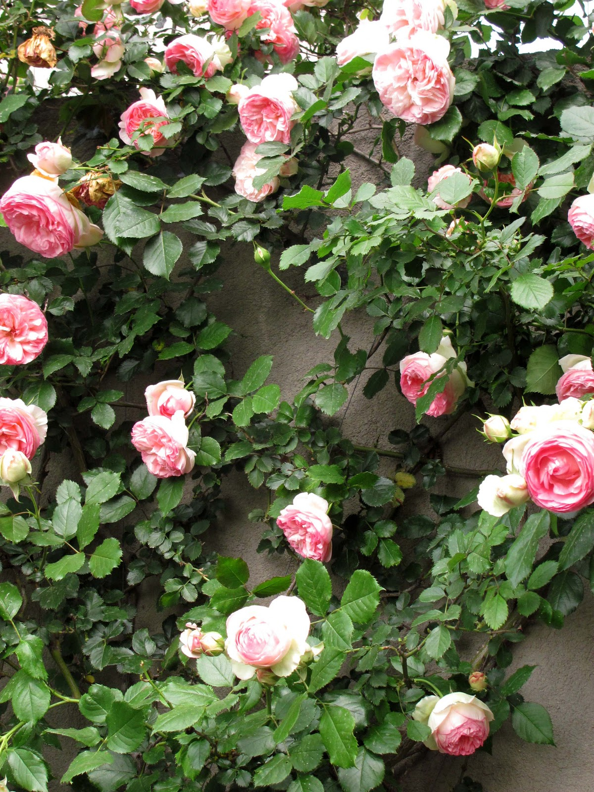 En El Jardin: Tres Rosas Trepadoras tout Flores En El Jardin