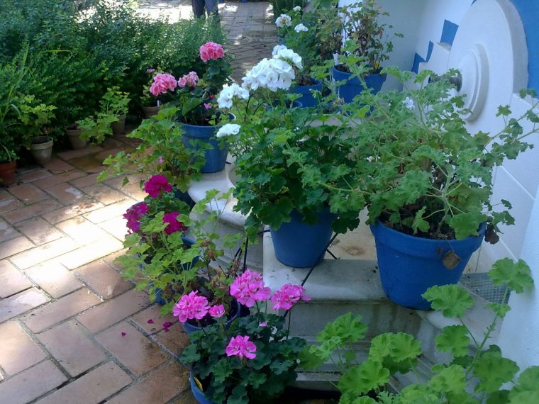 Entre Patios Y Plantas: Que Plantas Poner En El Interior … tout Como Hacer El Jardin De Mi Casa