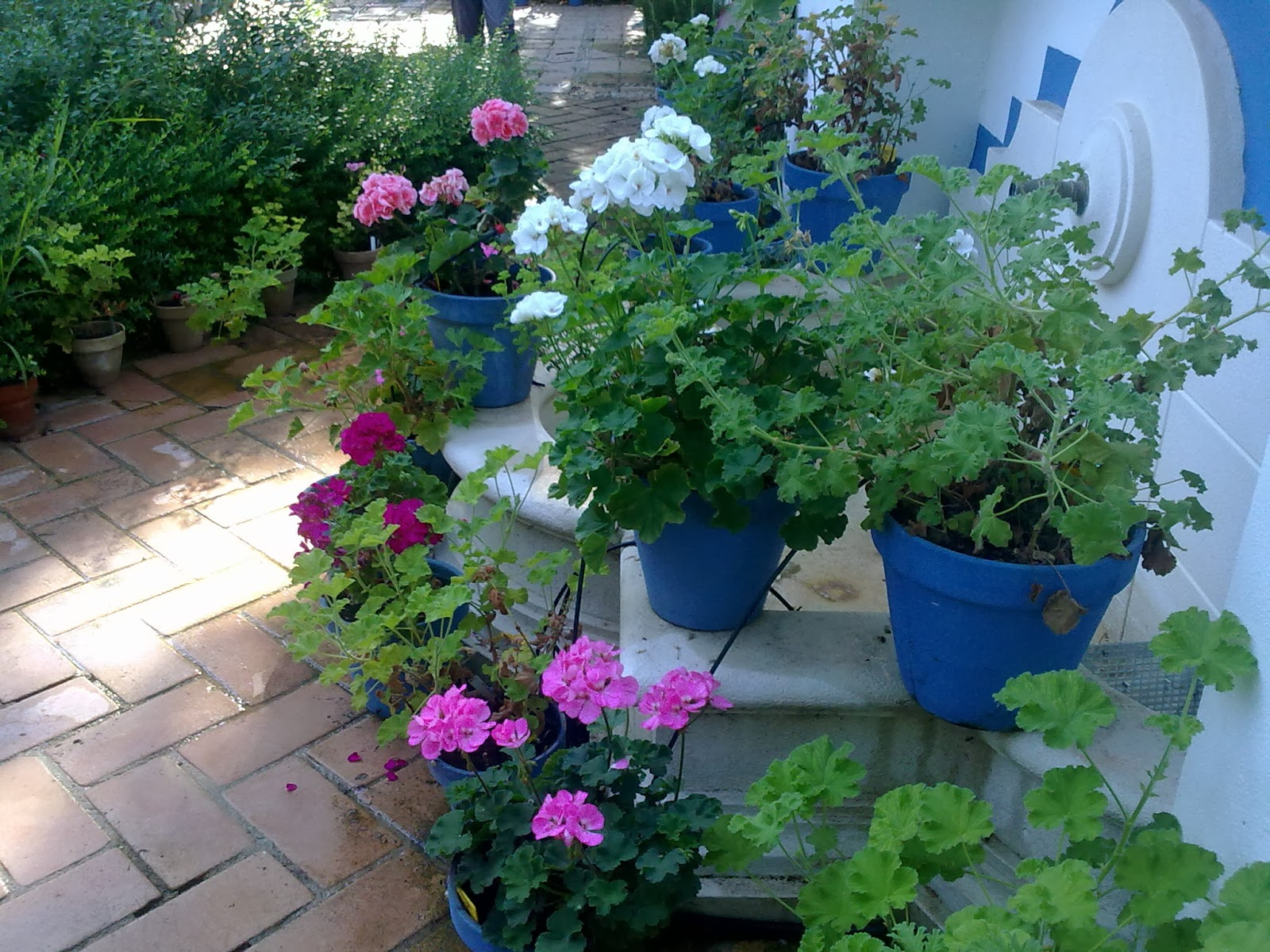 Entre Patios Y Plantas: Que Plantas Poner En El Interior ... tout Como Hacer El Jardin De Mi Casa