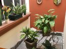 Espacio Pequeños Jardines En Maceta. | Planter Pots ... encequiconcerne Jardines En Espacios Pequeños