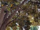 Expertos Revisan En Profundidad Los Ficus Del Jardín De ... destiné Jardin De Floridablanca