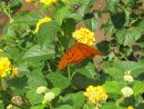 Explorando En El Jardín: Un Jardín Con Mariposas avec Jardin De Mariposas