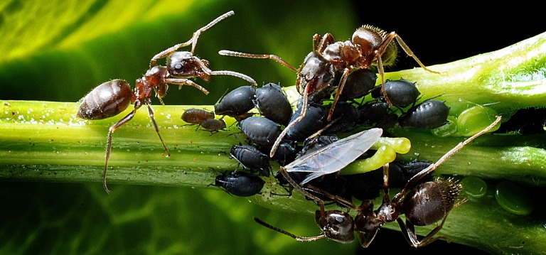 👉 Como Eliminar Plagas De Hormigas En Las Plantas tout Como Matar Hormigas En El Jardin