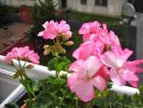 👍5 Excelentes Plantas Con Flores Para Colocar En Su Jardín ... pour Jardin Con Flores Todo El Año