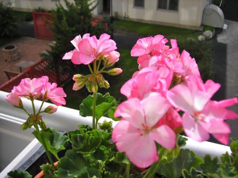 👍5 Excelentes Plantas Con Flores Para Colocar En Su Jardín … pour Jardin Con Flores Todo El Año