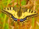 🥇 Imagen De Mariposa Amarilla Posada Sobre El Cesped ... intérieur Jardin De Mariposas