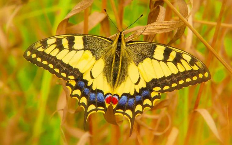 🥇 Imagen De Mariposa Amarilla Posada Sobre El Cesped … intérieur Jardin De Mariposas