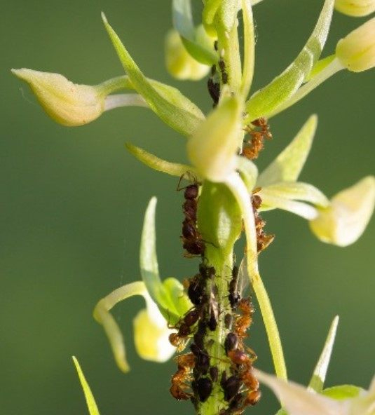 🥇¿Cómo Eliminar Hormigas De La Casa Y El Jardín? 2021 ... destiné Como Matar Hormigas En El Jardin