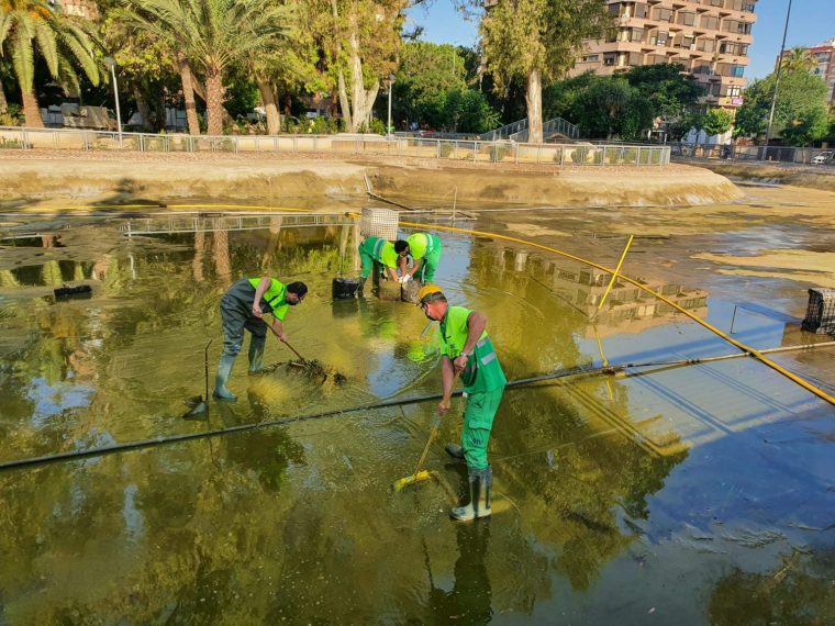 Finalizados Los Trabajos De Vaciado, Limpieza Y … encequiconcerne Jardin Del Salitre Murcia