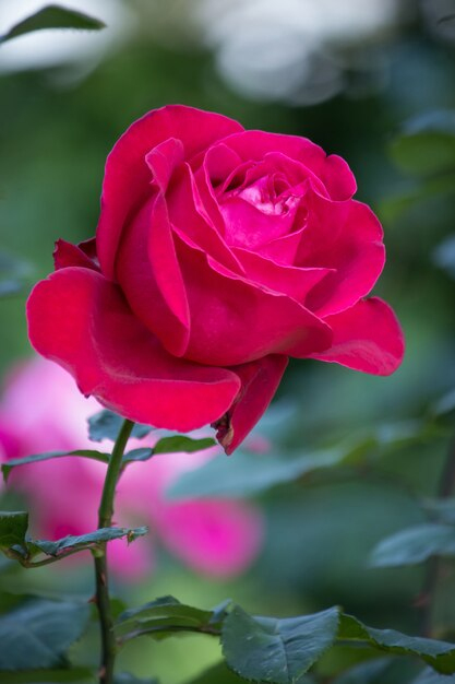 Flor Rosa Roja En Un Jardín | Descargar Fotos Gratis destiné Flores De Jardin Fotos