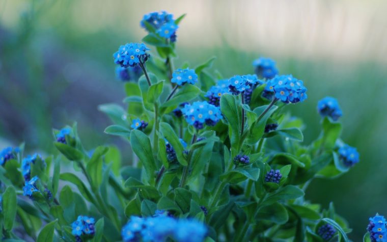 Flores Azules En Hd – Blue Flowers – Hot Bollywood And … pour Flores Azules De Jardin