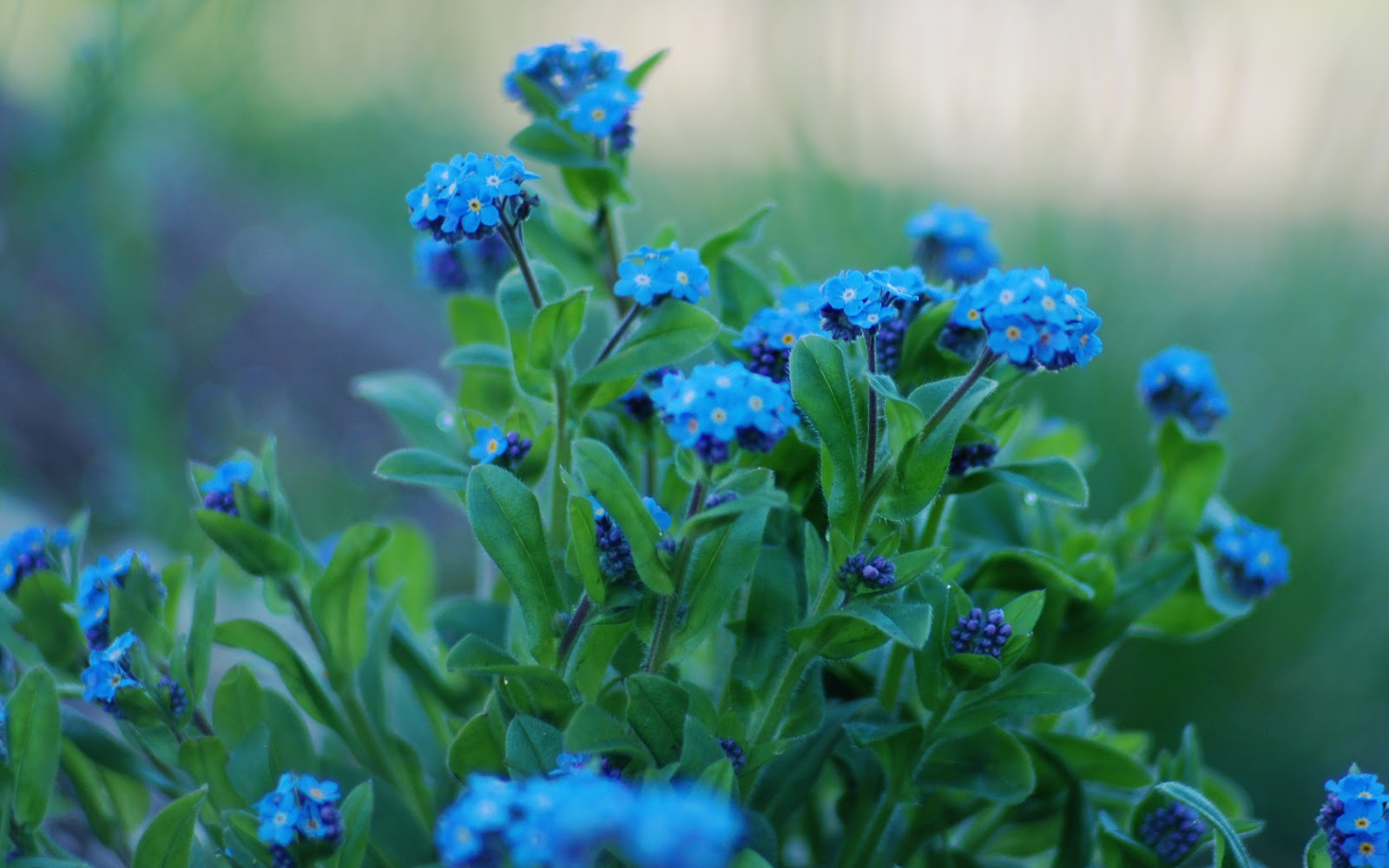 Flores Azules En Hd - Blue Flowers - Hot Bollywood And ... pour Flores Azules De Jardin