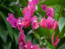 Flores De Verano - Las Especies Más Bellas Y Coloridas à Flores De Verano Para Jardin