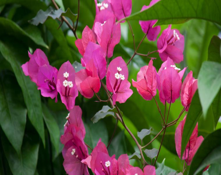 Flores De Verano - Las Especies Más Bellas Y Coloridas à Flores De Verano Para Jardin