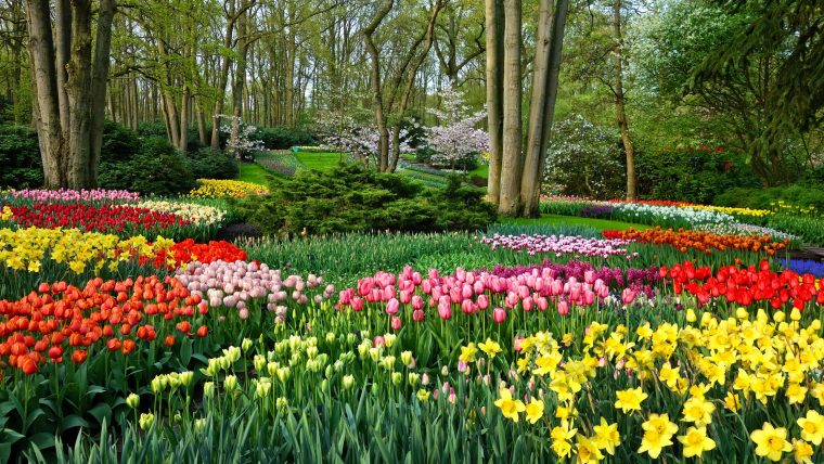 Fondos De Pantalla Flores De Jardín, Narcisos Y Tulipanes … tout Paisajes De Jardines