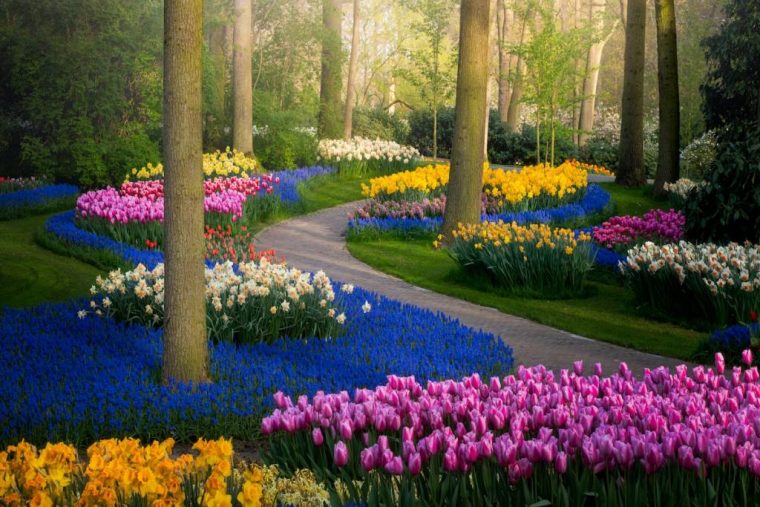Fotógrafo Captura La Belleza De Los Jardines De Tulipanes … intérieur Jardines De Holanda