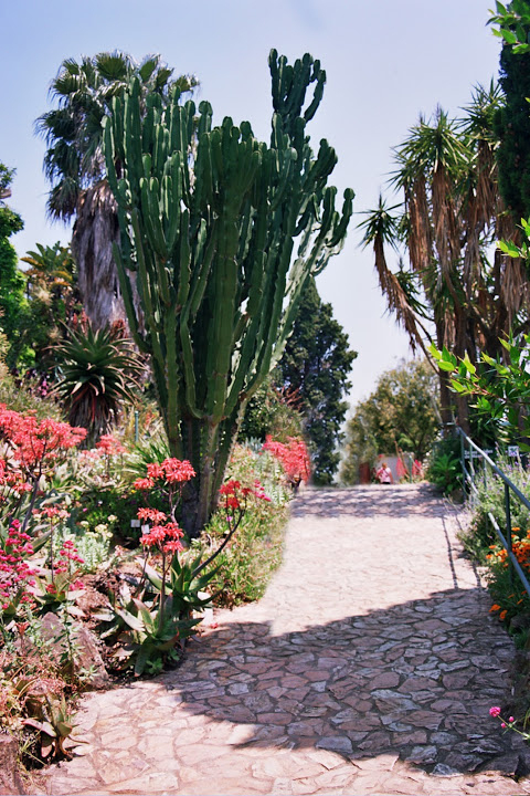 Fotos De Flores: Jardín Botánico De Blanes avec Jardin Botanico Blanes
