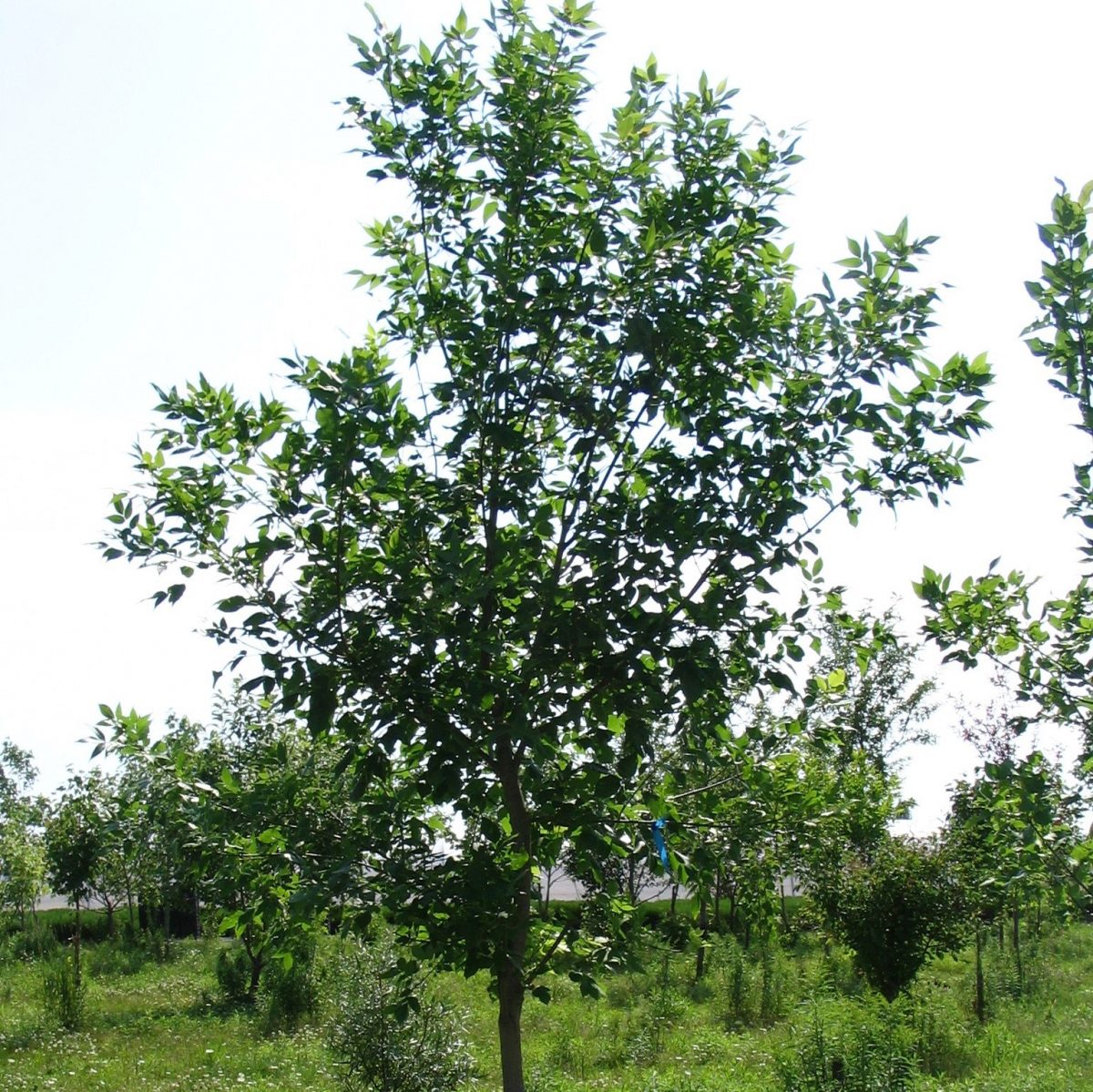 Fraxinus Pensylvanica | Sylvestria, Pépinière ... intérieur Arbre Indigene Quebec