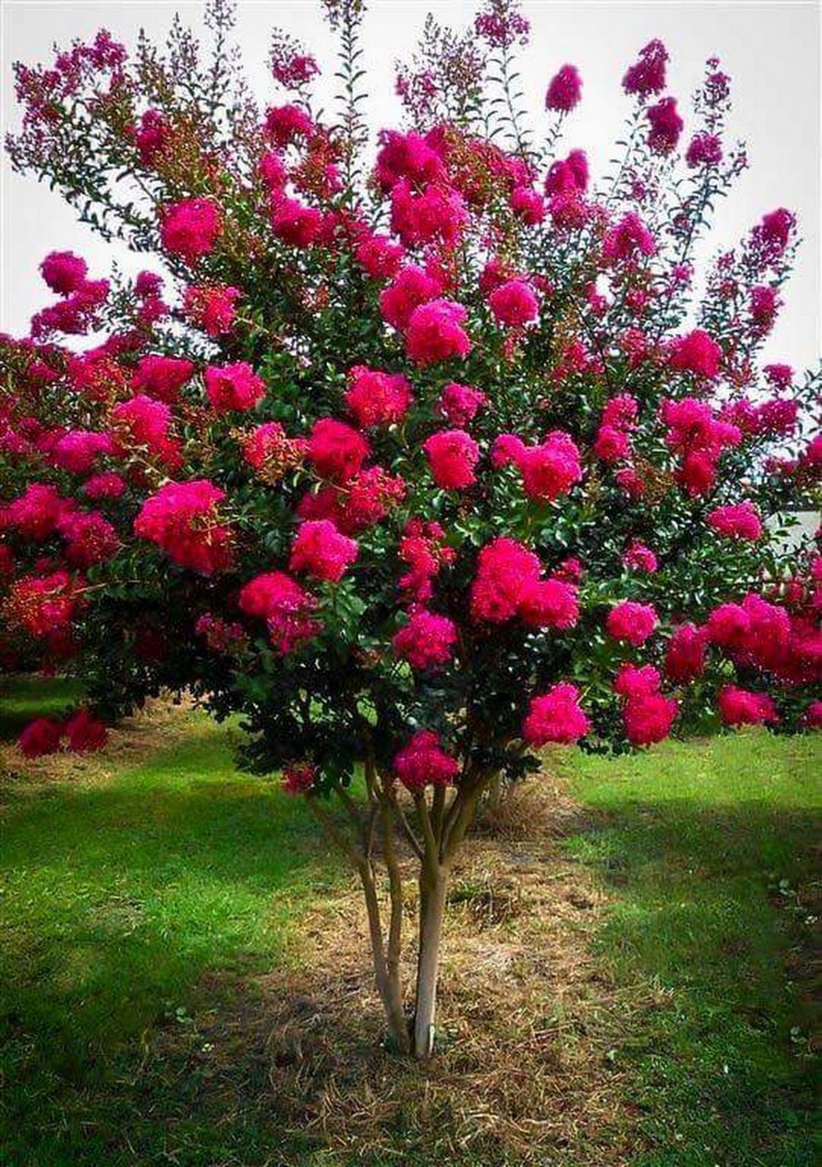 Günaydın | Arboles Para Jardin, Decorar Jardin Con Piedras ... avec Plantas De Jardin Con Flores