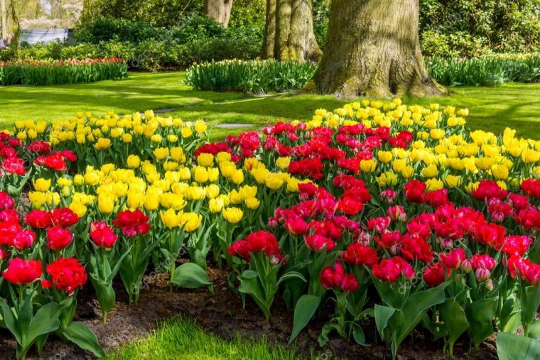 Hermoso Jardin De Flores | Jardín Formal De Primavera … tout Paisajes De Jardines