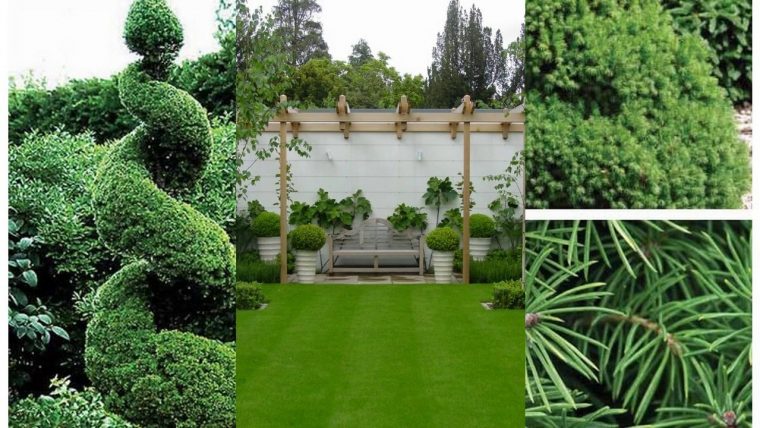 Hermosos Mejores Pequeños Árboles De Jardín Para La Casa … avec Jardin Hidroponico En Casa