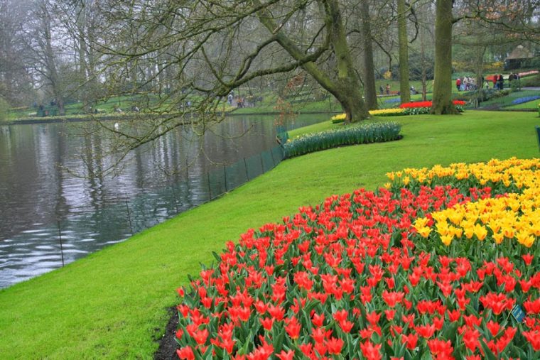 Holanda En Flor. Jardines De Keufenhof. – Viajar Sin … tout Jardines Con Flores