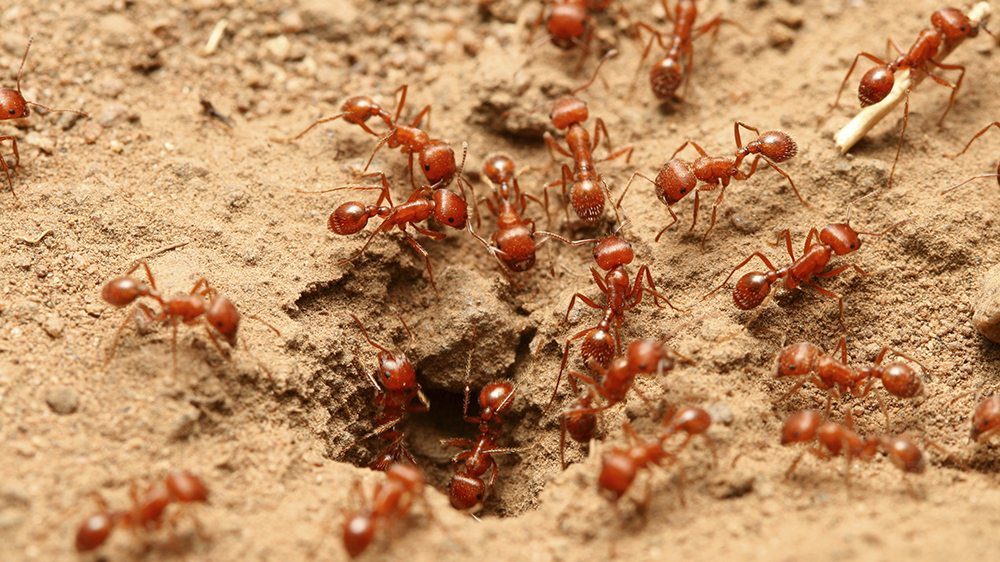Hormigas Rojas | 🐜 Tiposhormigas encequiconcerne Como Matar Hormigas En El Jardin