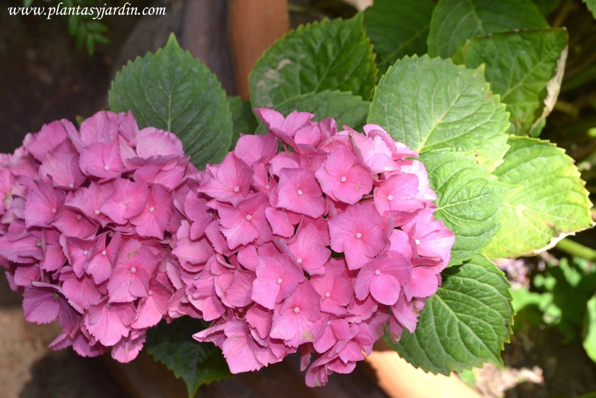 Hydrangea Macrophylla, La Hortensia De Jardín | Plantas Y ... serapportantà Cuidado De Las Hortensias En Jardin