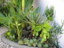 Ideas Para Decorar El Jardín Con Suculentas | Jardineria On intérieur Plantas De Sombra Para Jardin