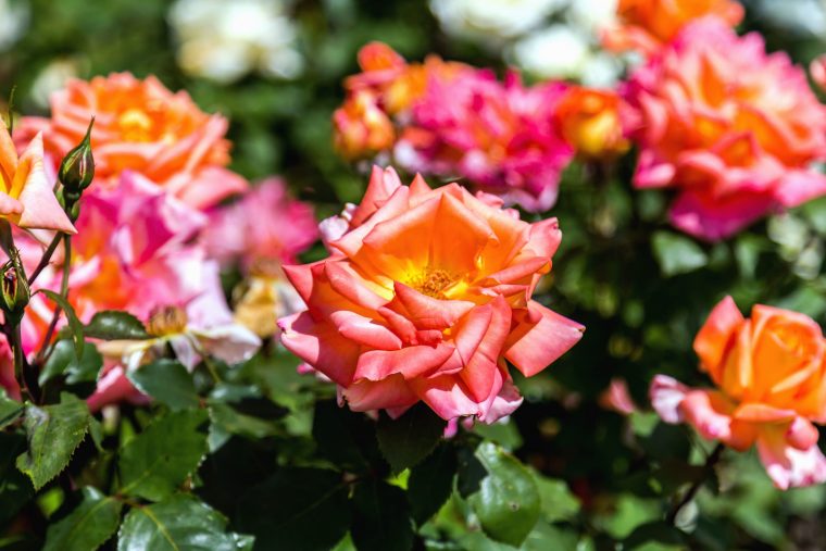 Imagen Gratis: Floración, Rosas, Flora, Flores, Hojas … serapportantà Plantas De Jardin Con Flores
