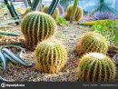 Imágenes: Del Cactus | Foto De Cactus Y Suculentas Con ... concernant Jardines Con Cactus