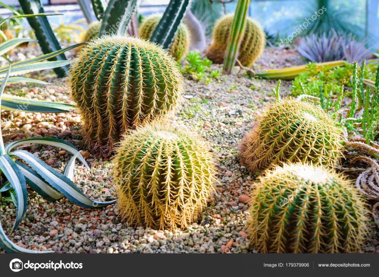 Imágenes: Del Cactus | Foto De Cactus Y Suculentas Con … concernant Jardines Con Cactus