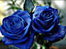 Imagenes Tiernas De Rosas Azules serapportantà Flores Azules De Jardin