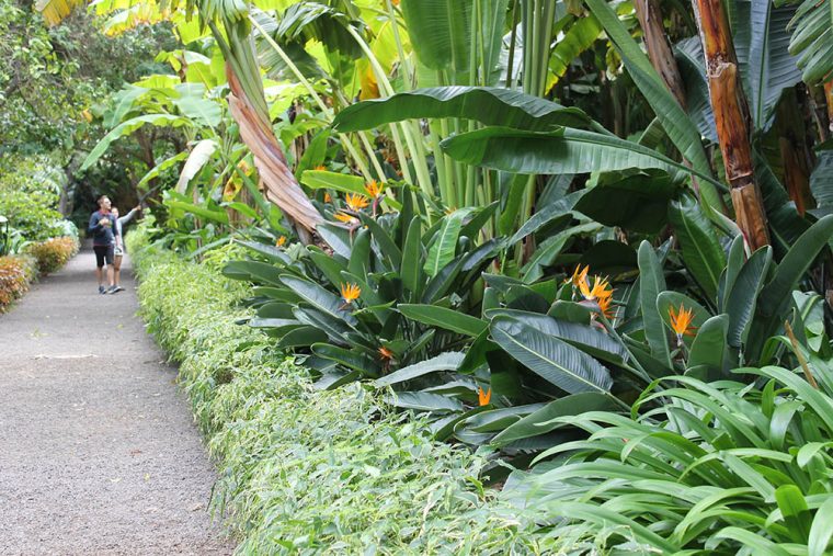 Jardín Botánico 2021 – Horario, Precio Y Ubicación | Tenerife avec Horario Jardin Botanico
