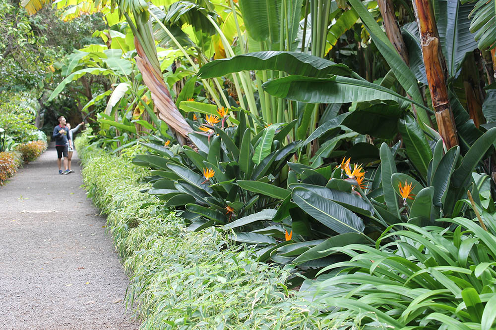 Jardín Botánico 2021 - Horario, Precio Y Ubicación | Tenerife avec Horario Jardin Botanico