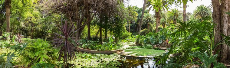 Jardín Botánico 2021 – Horario, Precio Y Ubicación | Tenerife destiné Jardín Botánico Tenerife