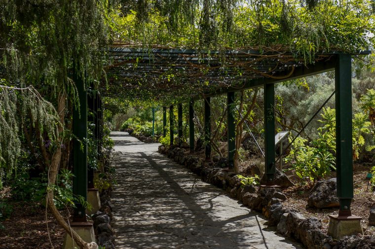 Jardín Botánico Canario Viera Y Clavijo | Gardentraveller … avec Jardin Botanico Viera Y Clavijo