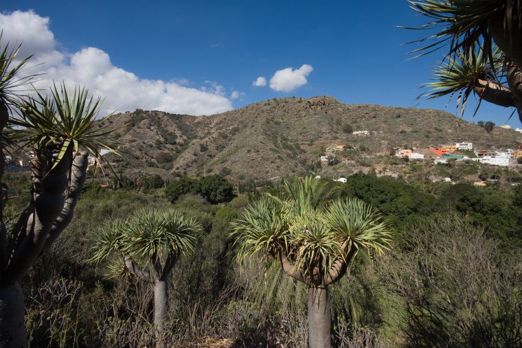 Jardín Botánico Canario Viera Y Clavijo – Isla De Gran Canaria concernant Jardin Canario Gran Canaria