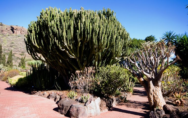 Jardín Botánico Canario Viera Y Clavijo – Isla De Gran Canaria encequiconcerne Jardín Botánico Viera Y Clavijo