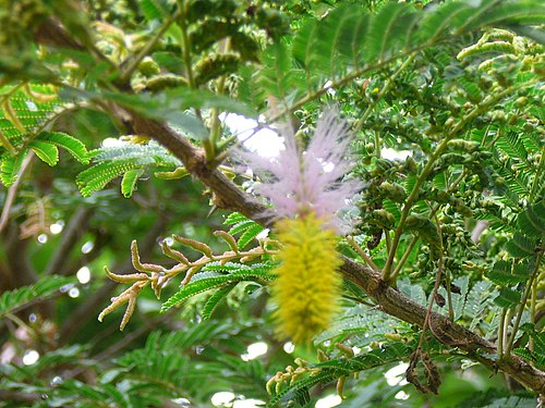 Jardín Botánico De Bakau – Wikipedia, La Enciclopedia Libre encequiconcerne Jardin Botanico Wikipedia