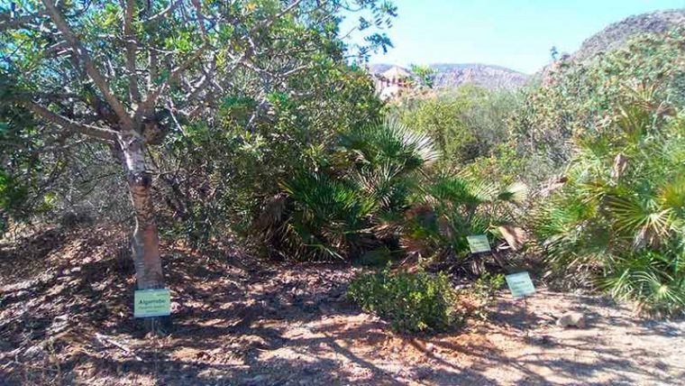 Jardín Botánico El Albardinal, Cabo De Gata. Almería … pour Jardin Botanico Almeria