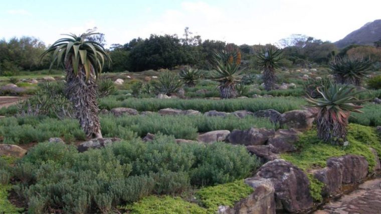 Jardín Botánico Nacional De Kirstenbosch, Más De Un Siglo … tout Jardin Botanico Wikipedia