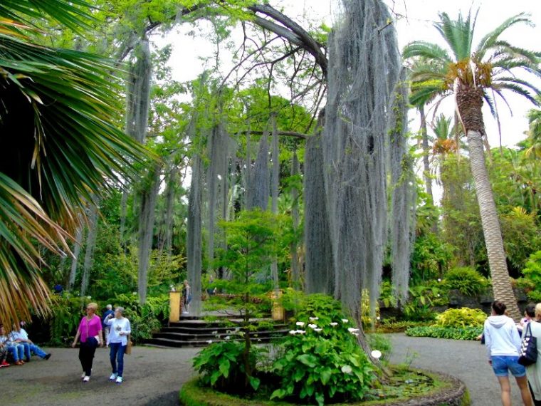 Jardín Botánico Puerto De La Cruz: 20.000 M2 De Belleza E … intérieur Plantas De Jardin Botanico
